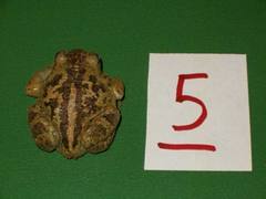 Pelobates fuscus insubricus