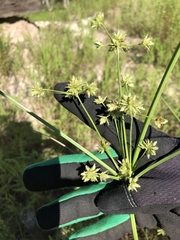 Cyperus elegans