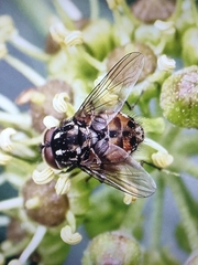 Graphomya maculata