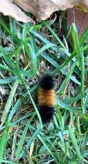 Pyrrharctia isabella