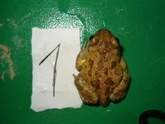 Pelobates fuscus insubricus