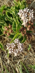 Asclepias meliodora