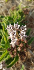 Asclepias meliodora
