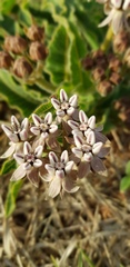 Asclepias meliodora