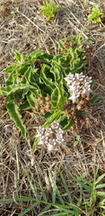 Asclepias meliodora