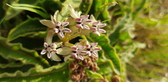 Asclepias meliodora