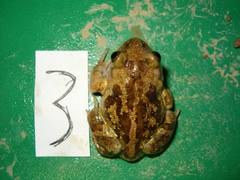 Pelobates fuscus insubricus