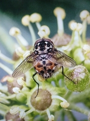 Graphomya maculata