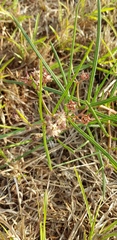 Asclepias brevipes
