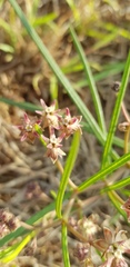 Asclepias brevipes
