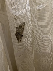 Peribatodes rhomboidaria