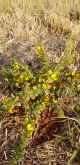 Crotalaria eremicola