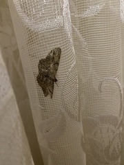 Peribatodes rhomboidaria