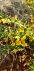 Crotalaria eremicola