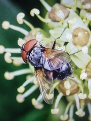 Brachycera