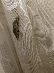 Peribatodes rhomboidaria