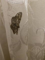 Peribatodes rhomboidaria