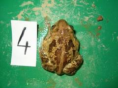 Pelobates fuscus insubricus
