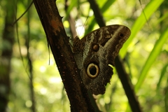 Caligo illioneus