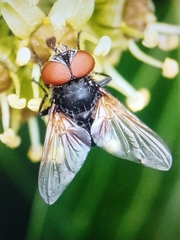 Brachycera