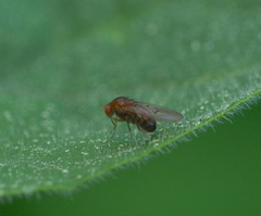 Drosophila immigrans