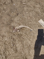 Pseudohemiodon laticeps