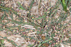 Polygonum equisetiforme