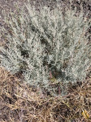Atriplex linearis