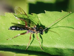 Ichneumonoidea