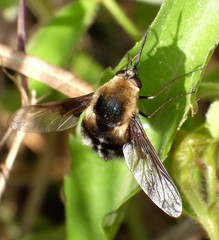 Bombylius varius