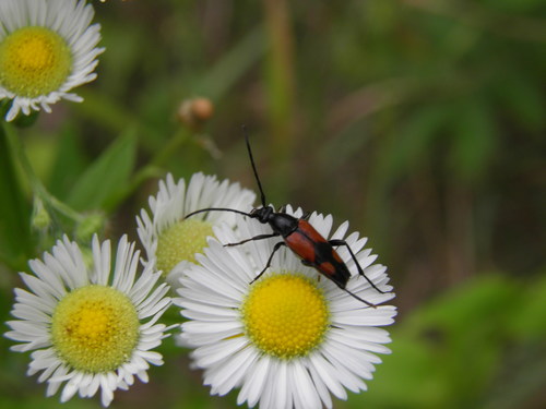 Dvijuostis Grakštenis