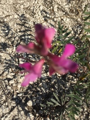 Hedysarum ucrainicum