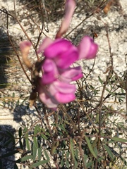 Hedysarum ucrainicum