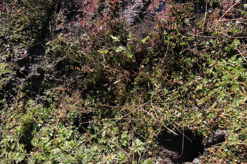 Juncus exsertus (Juncus exsertus)