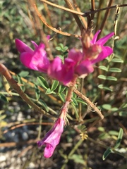 Hedysarum ucrainicum