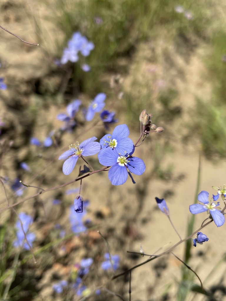 Heliophila arenosa
