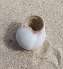 Trigonephrus globulus