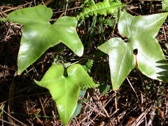 Asplenium hemionitis