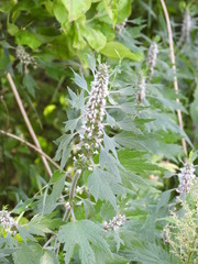 Leonurus quinquelobatus