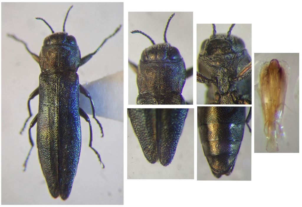 Agrilus lineola