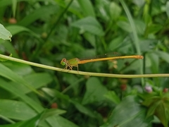 Ceriagrion coromandelianum