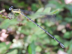 Caconeura ramburi