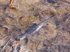 Triturus carnifex