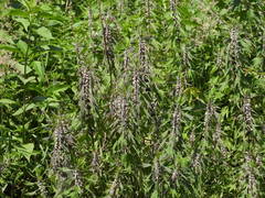 Leonurus quinquelobatus