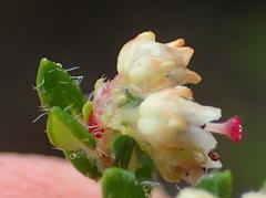 Erica hispidula hispidula