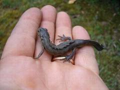Triturus carnifex