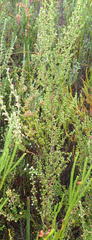 Erica hispidula hispidula