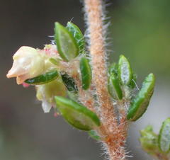 Erica hispidula hispidula