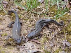 Triturus carnifex