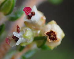 Erica hispidula hispidula